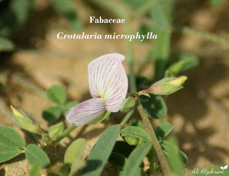 Image of Crotalaria microphylla M. Vahl