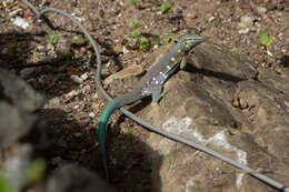 Image of Laurent's Whiptail