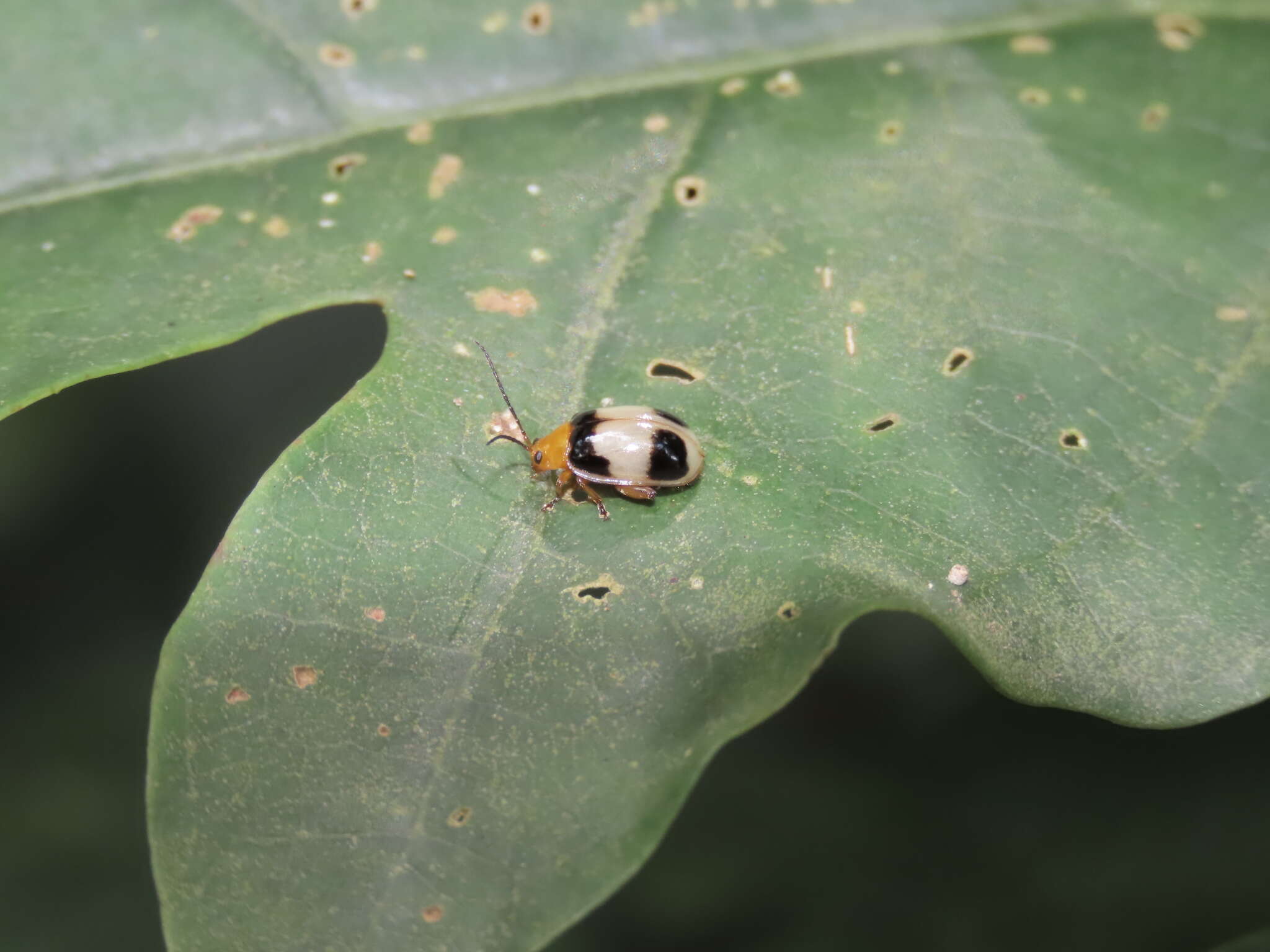 Image of <i>Hemipyxis balyi</i>