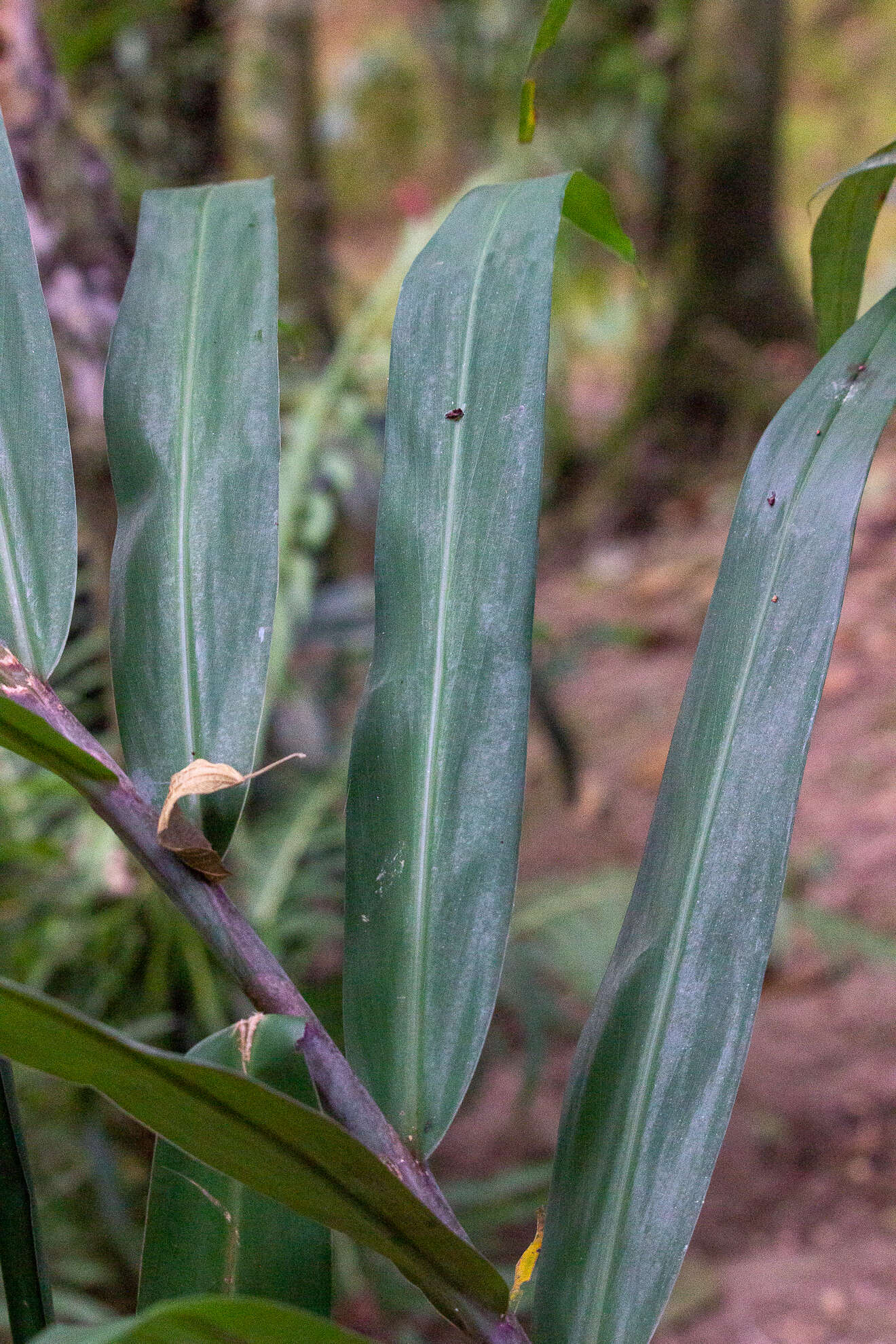 Слика од Hedychium coccineum Buch.-Ham. ex Sm.