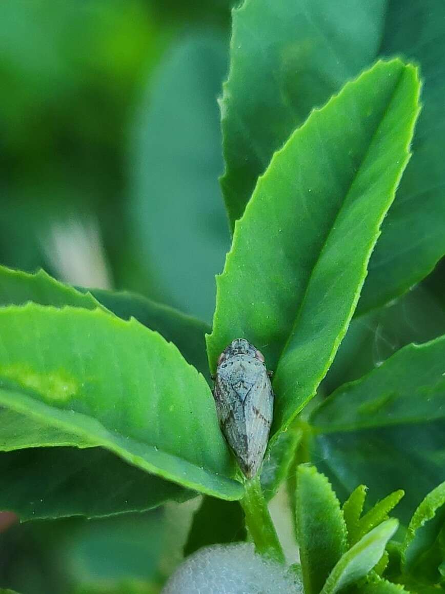 Image of Diamondback Spittlebug