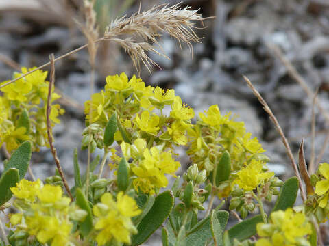 Helianthemum squamatum (L.) Pers.的圖片