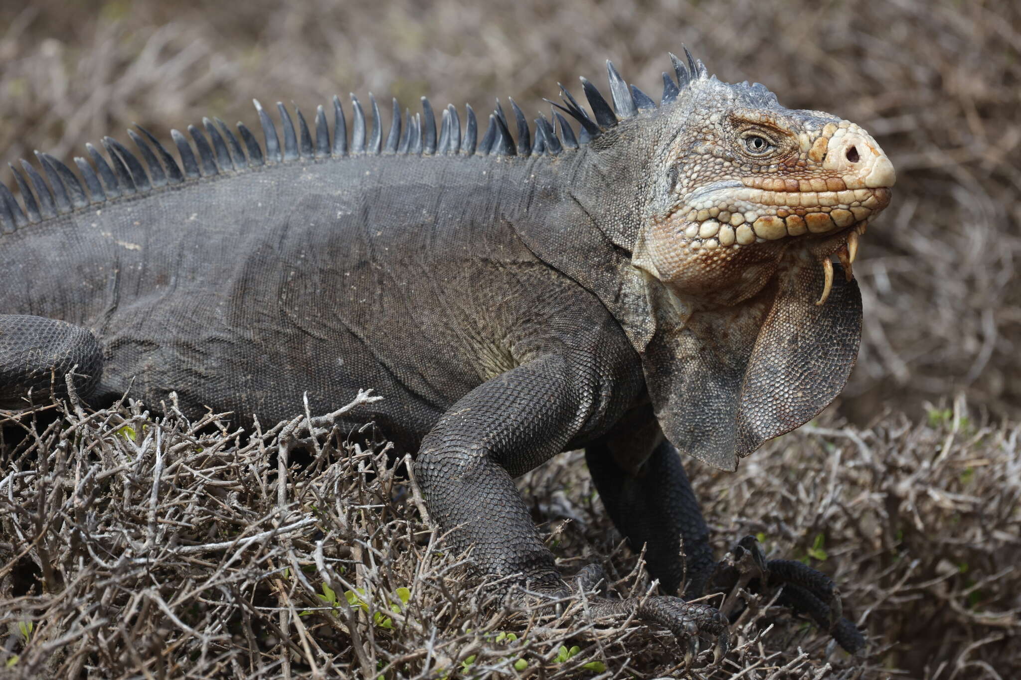 Image of West Indian Iguana