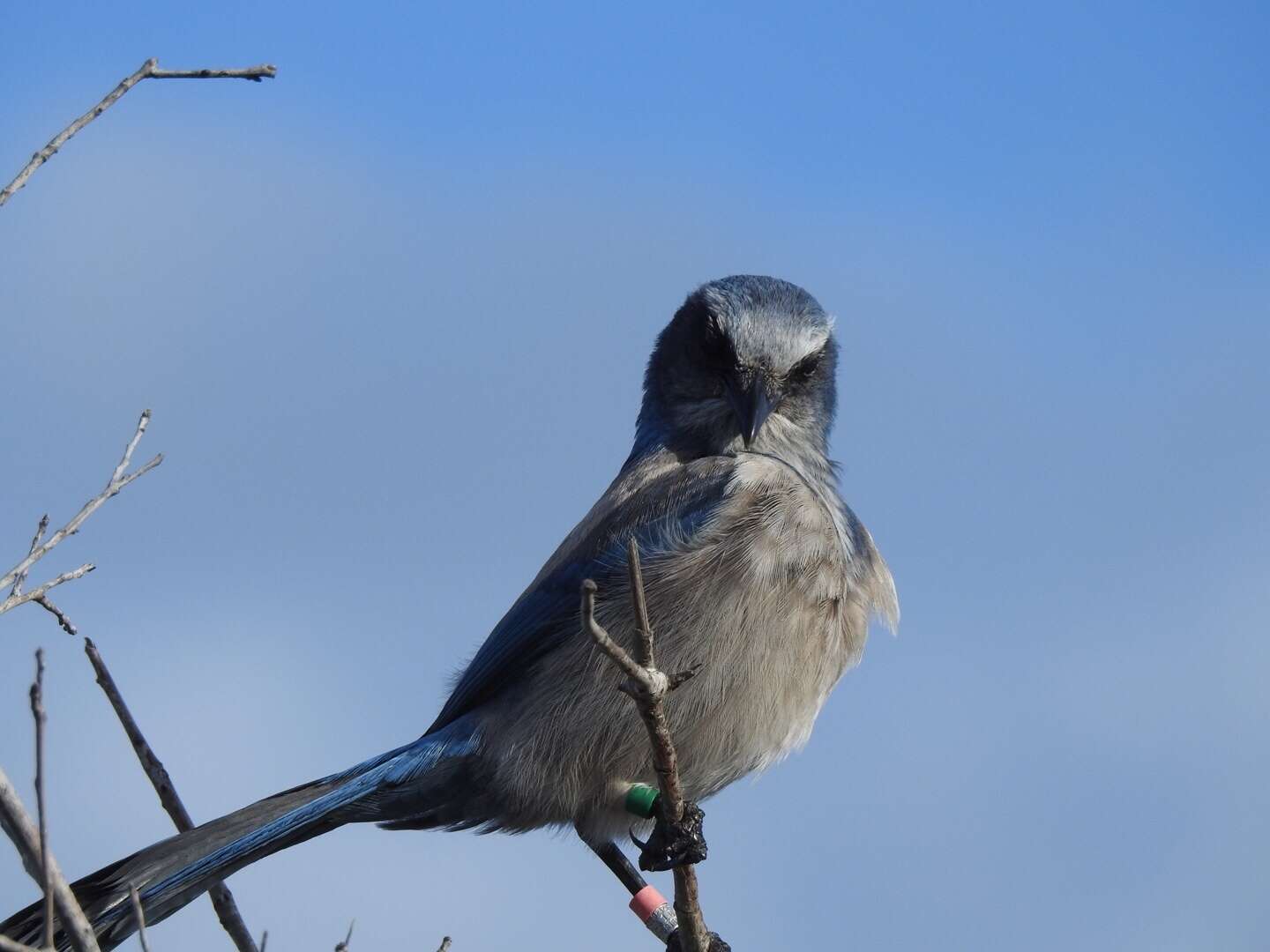 Imagem de Aphelocoma coerulescens (Bosc 1795)