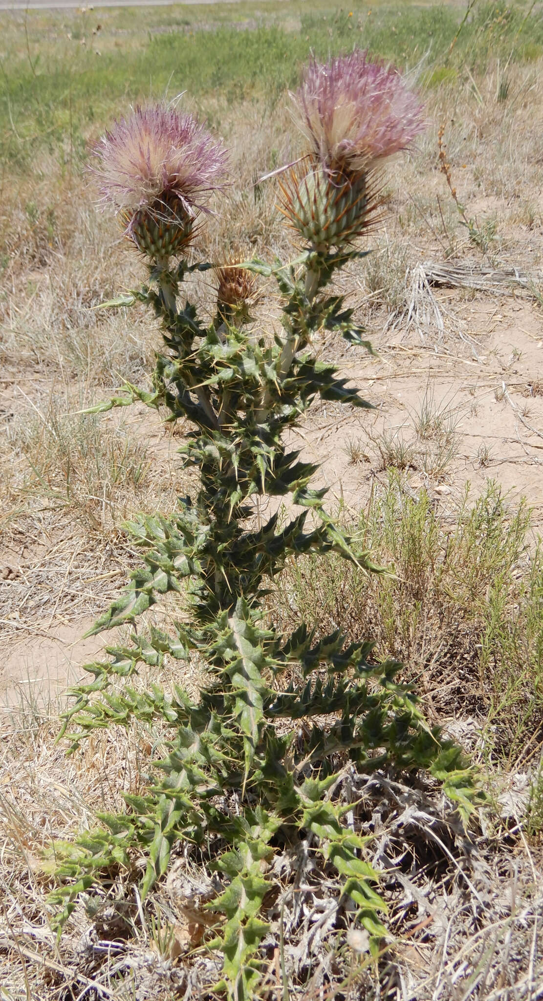 Plancia ëd Cirsium ochrocentrum A. Gray