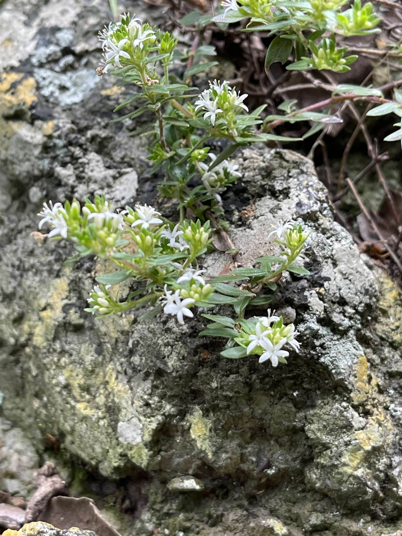 صورة Otiophora calycophylla (Sond.) Schltr. & K. Schum.