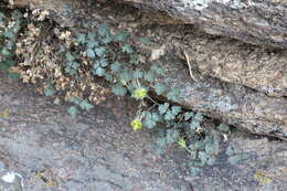 Image of Aquilegia viridiflora Pall.