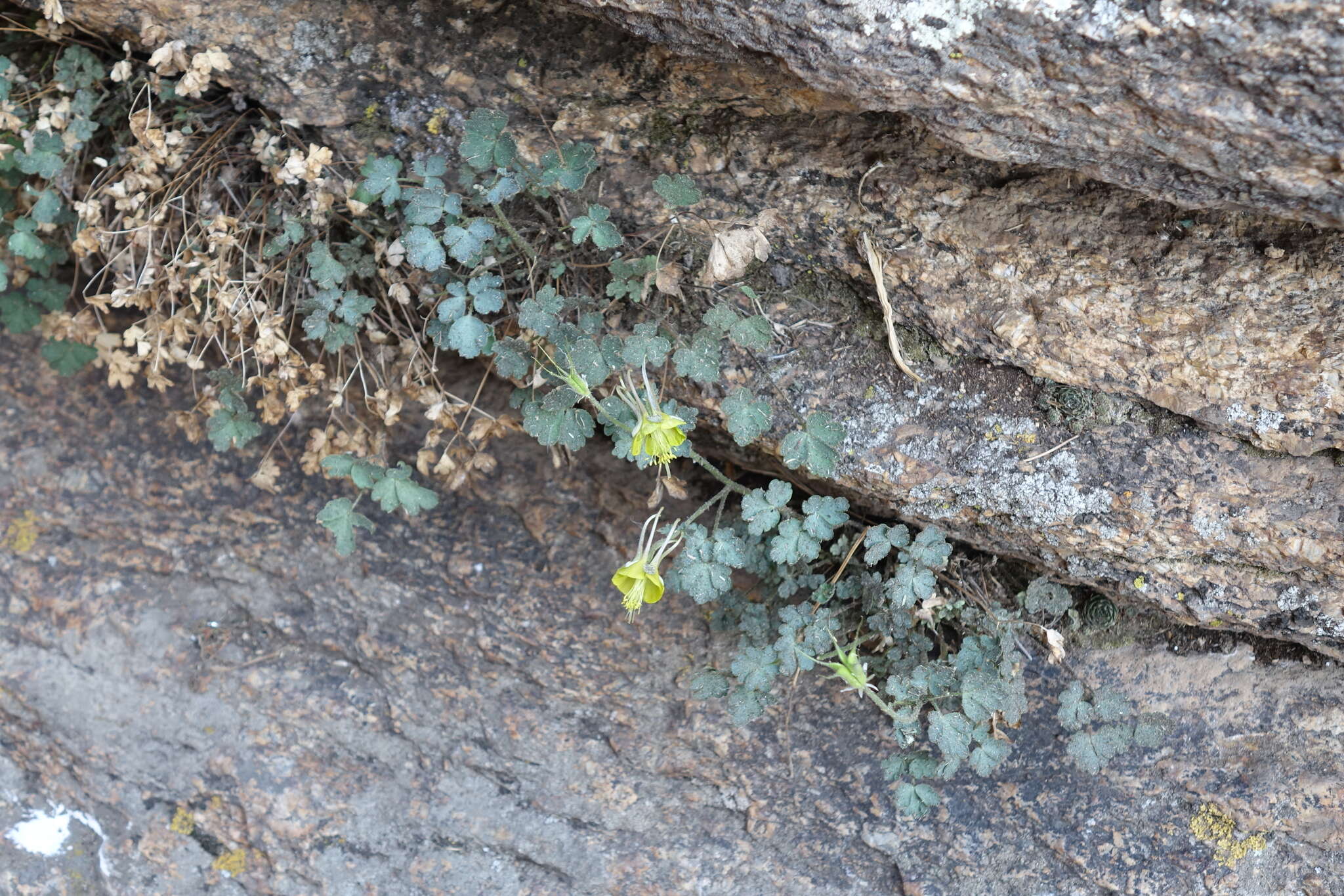 Image of Aquilegia viridiflora Pall.