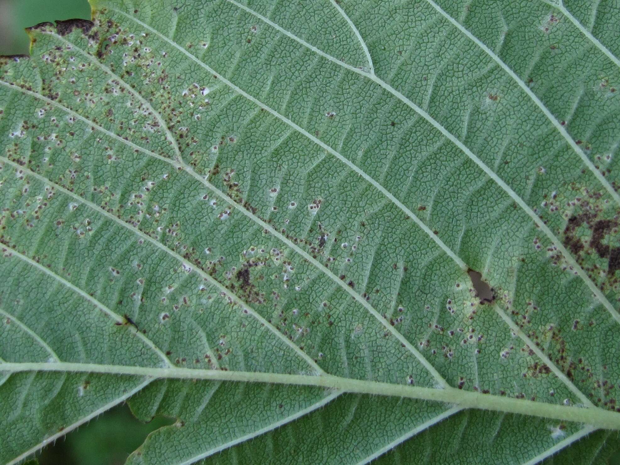 Image of Mycosphaerella ulmi Kleb. 1902