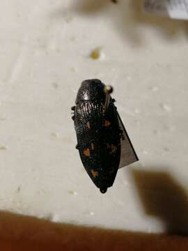 Image of Painted Jewel Beetle