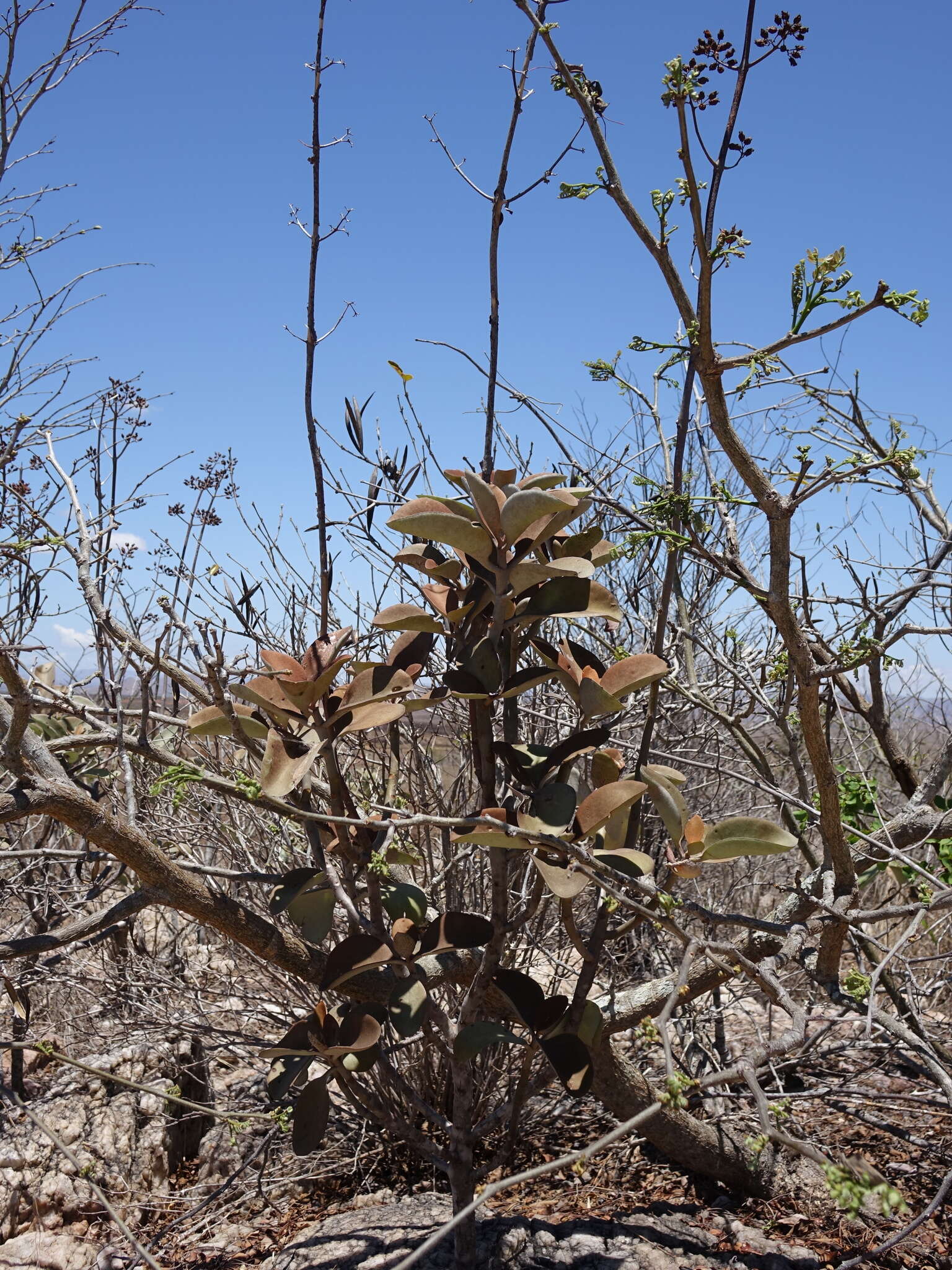 Image of Kalanchoe orgyalis Baker