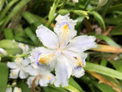 Sivun Iris japonica Thunb. kuva