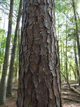 Image of Southern Pine Beetle