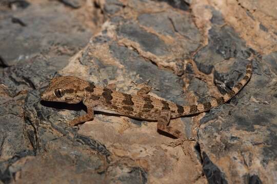 Trachydactylus resmi