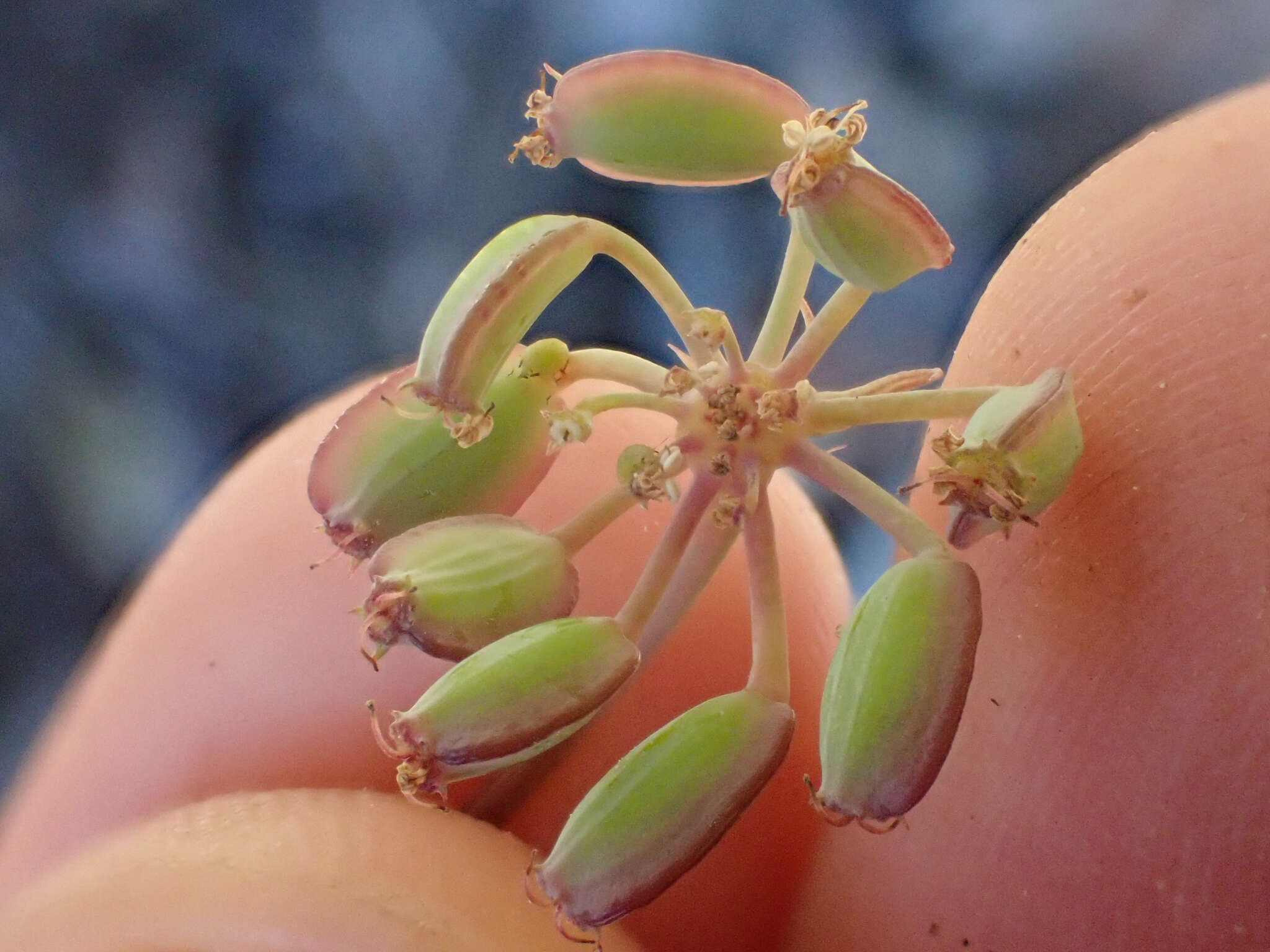 صورة Lomatium howellii (S. Wats.) Jepson