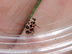 Image of Spotted Lady Beetle