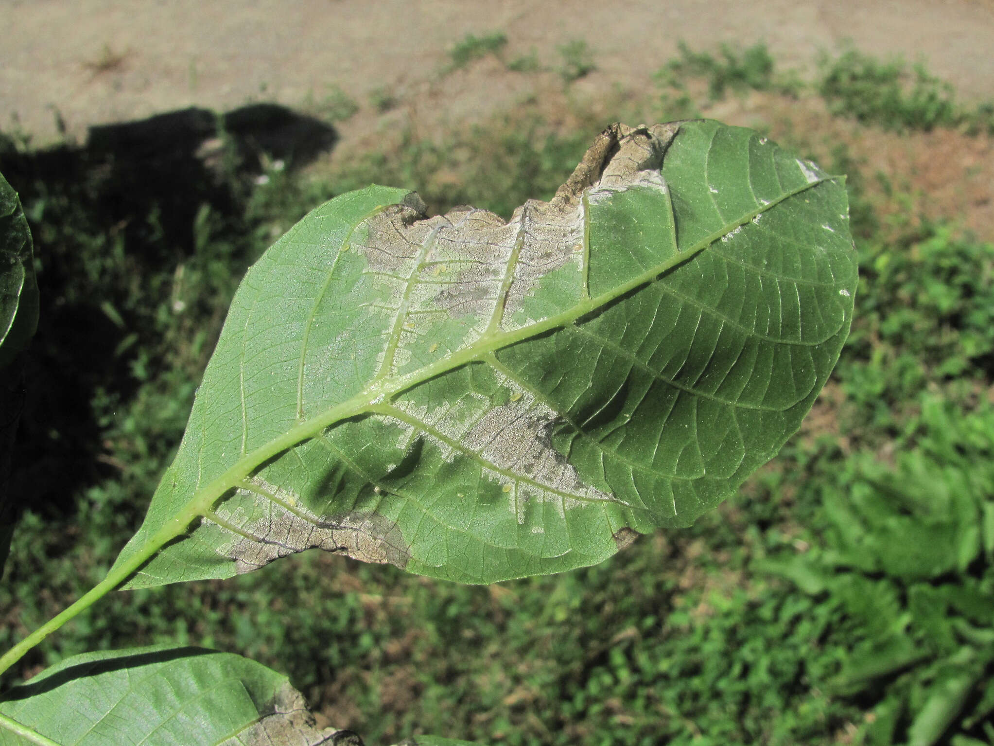 Imagem de Pseudomicrostroma juglandis (Bérenger) Kijporn. & Aime 2017