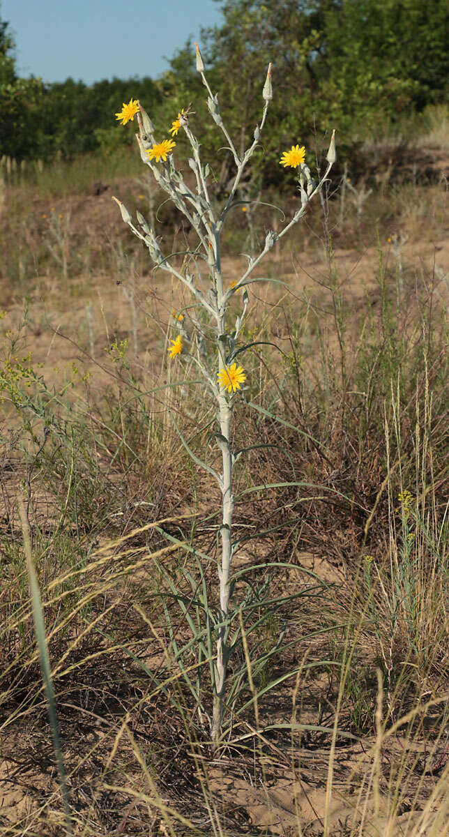 Image of Tragopogon tanaiticus Artemczuk