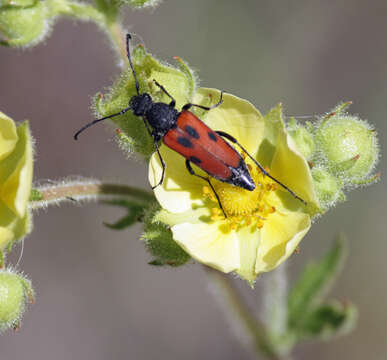 Image of Anastrangalia laetifica (Le Conte 1859)