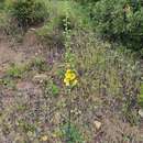 Image of Verbascum erosum Cav.