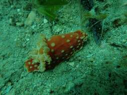 Image of Yellow spot fat red slug