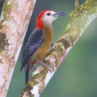 Image of Jamaican Woodpecker