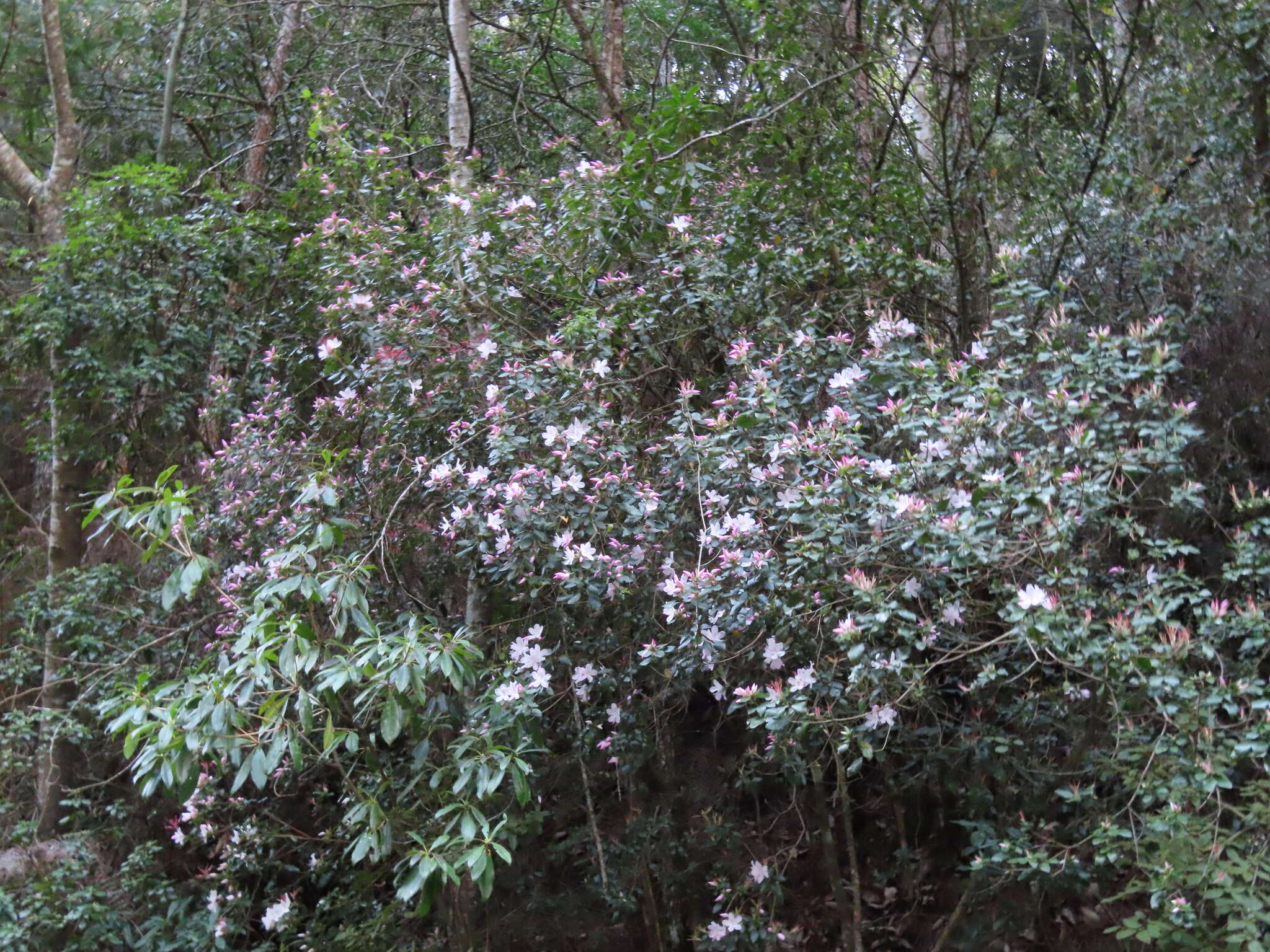 Imagem de Rhododendron ovatum (Lindl.) Planch. ex Maxim.