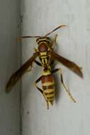 Image of Wasp