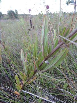 Image of Aeollanthus engleri Briq.