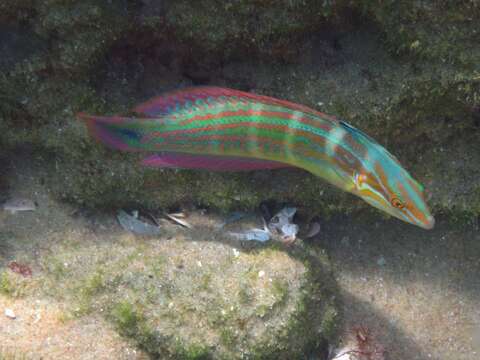 Image of Spot-tail wrasse