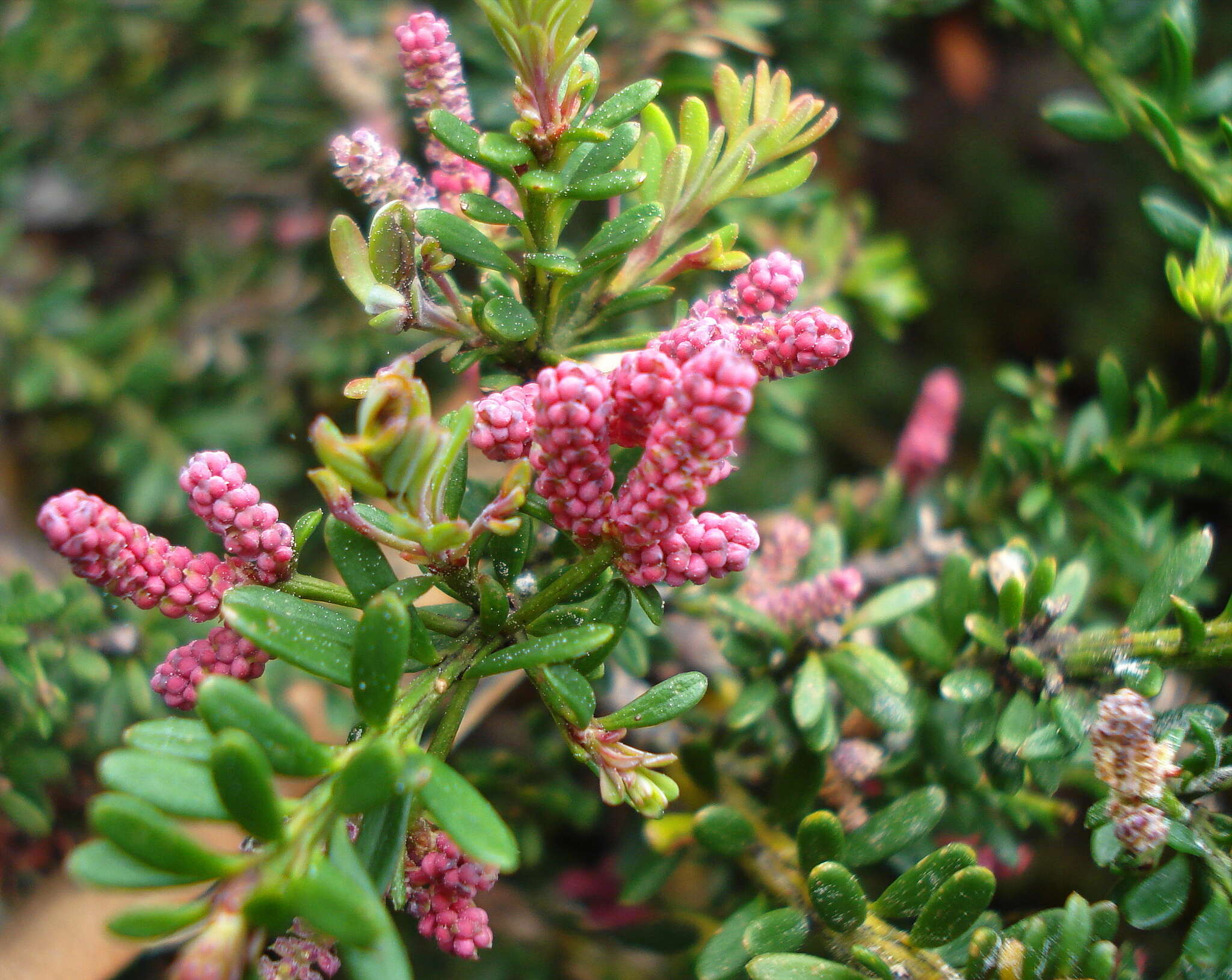 Podocarpus lawrencei Hook. fil. resmi