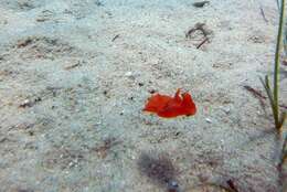 Image of bat-wing sea-slug