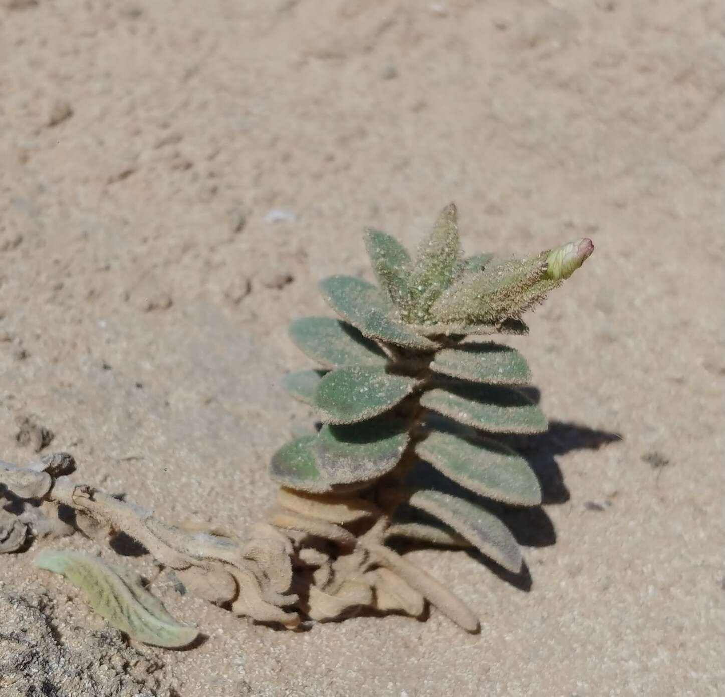 Imagem de Silene succulenta Forsk.