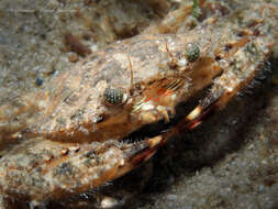 Image of blotched swimming crab