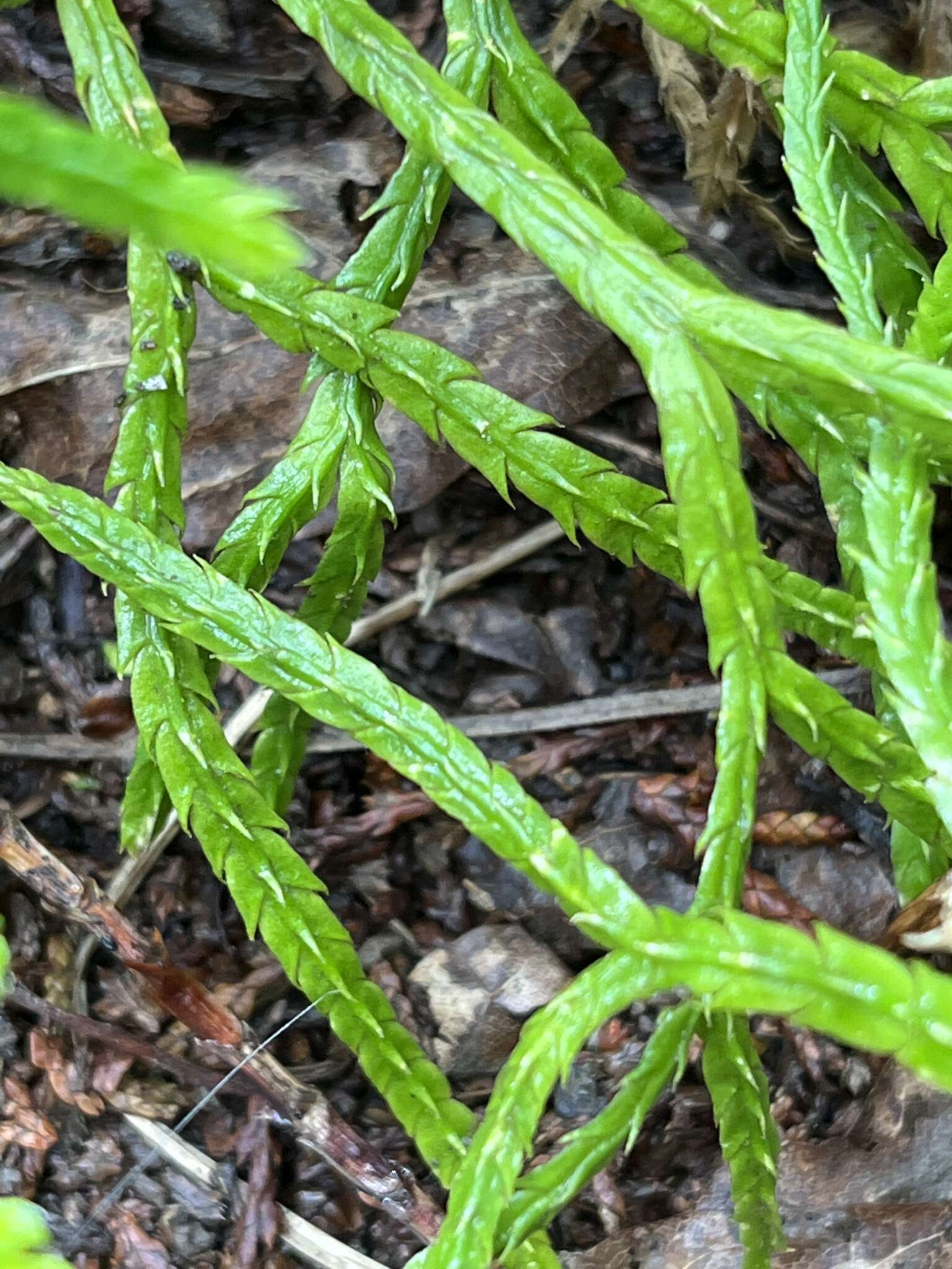 Image of Diphasiastrum multispicatum (J. H. Wilce) Holub