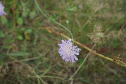 Слика од Knautia arvensis (L.) Coulter