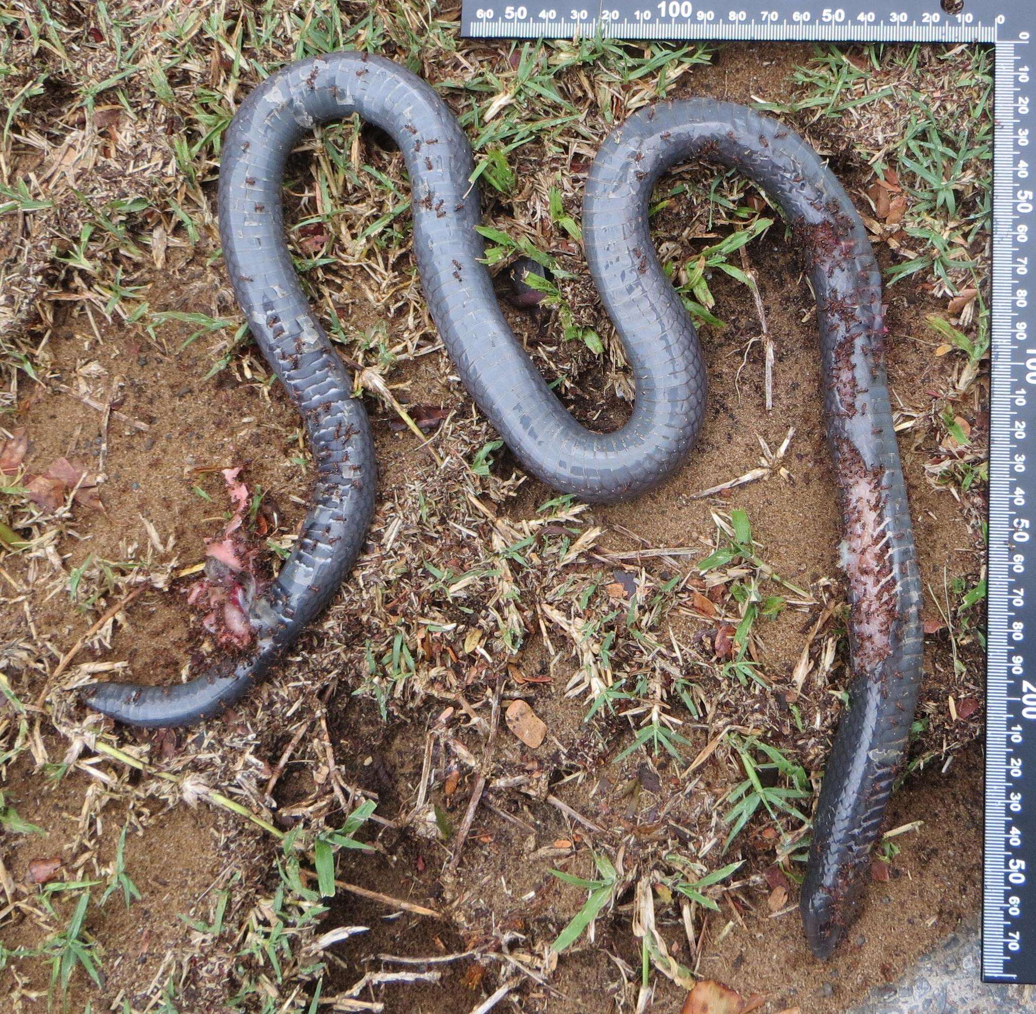 Image of Amblyodipsas polylepis polylepis (Bocage 1873)