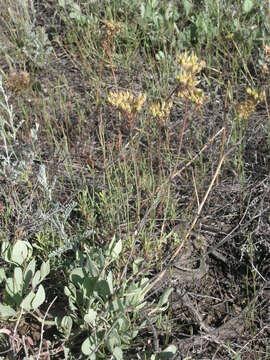 Image of Pseudosedum lievenii (Ledeb.) Berger