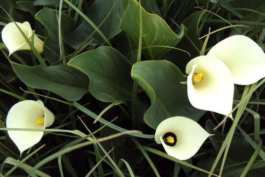 Image of Spotted-leaved arum lily