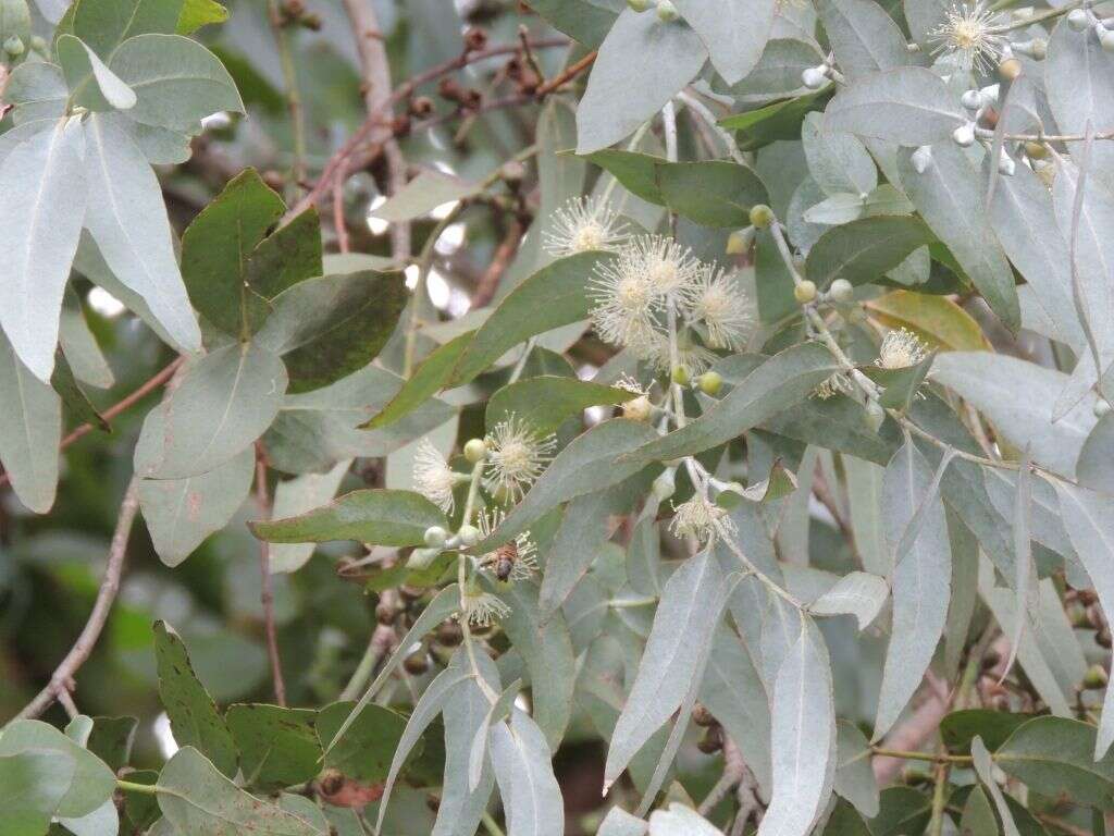 Image of Eucalyptus cinerea subsp. triplex (L. A. S. Johnson & K. D. Hill) M. I. H. Brooker, A. V. Slee & J. D. Briggs