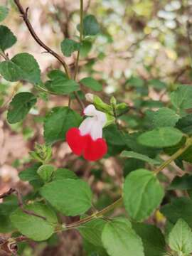 Imagem de Salvia microphylla var. microphylla