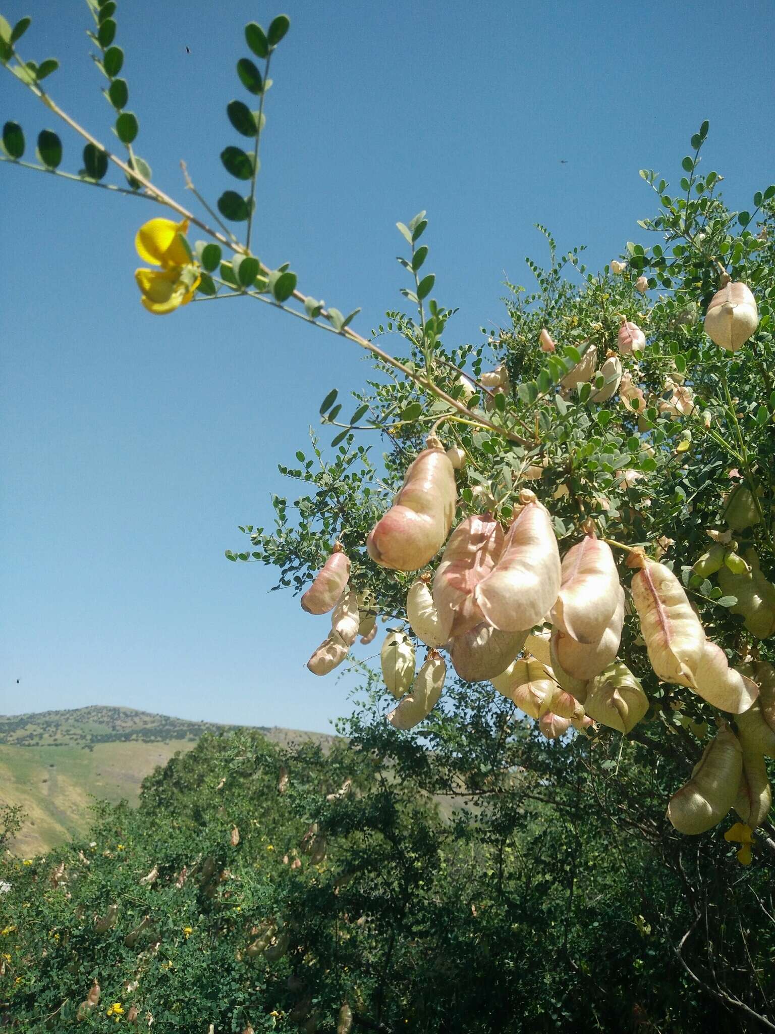 Слика од <i>Colutea istria</i>