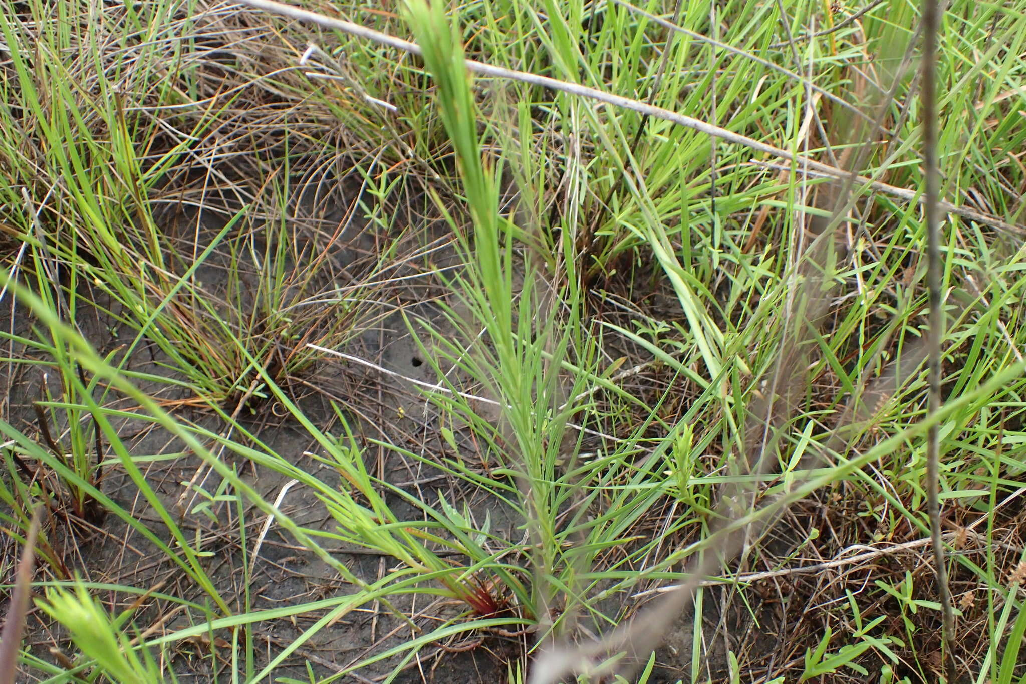 Слика од Liatris bracteata Gaiser