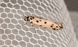 Image of Ethmia sporadica Turner 1941