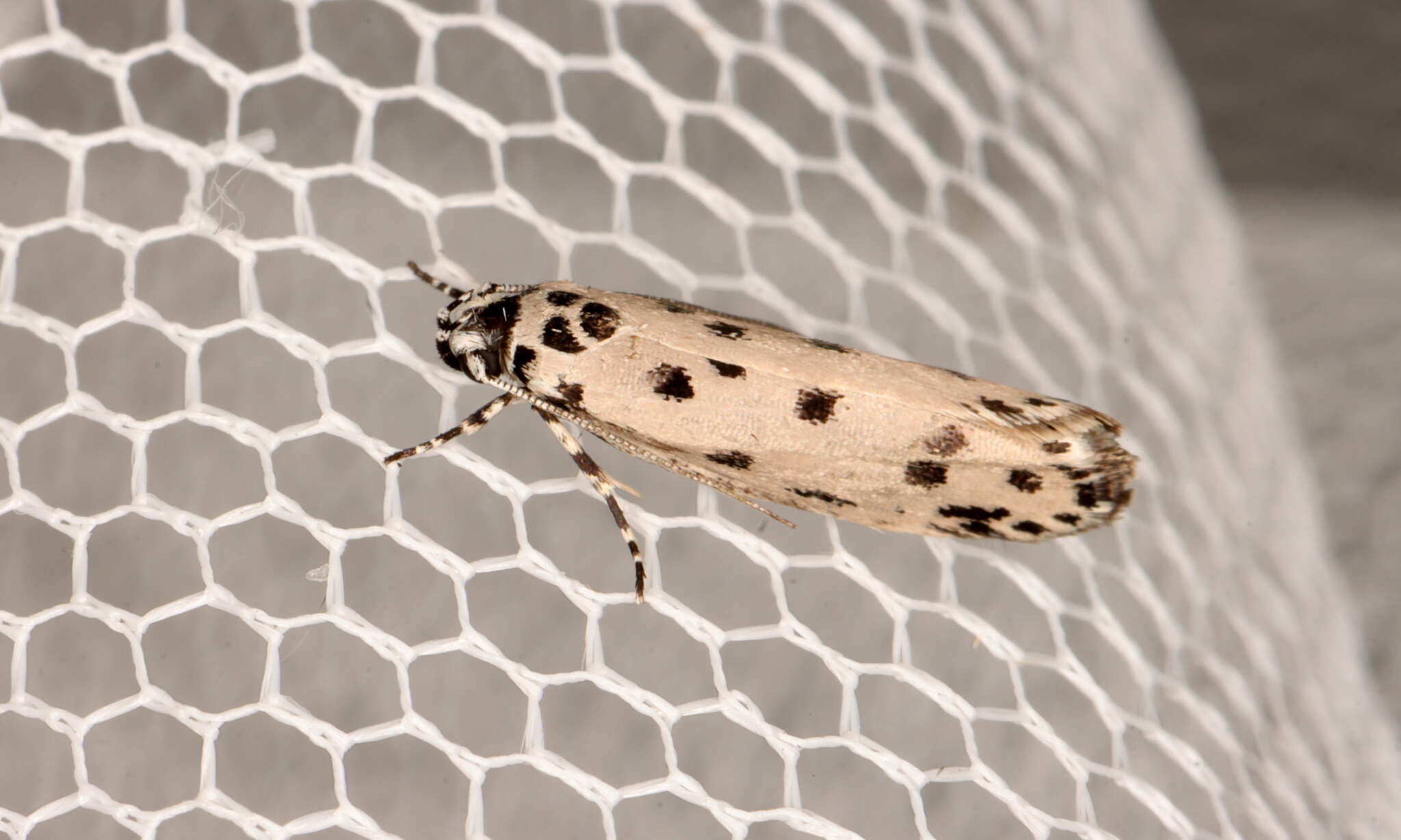 Image of Ethmia sporadica Turner 1941