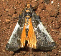 Pithyllis metachryseis Hampson 1906 resmi