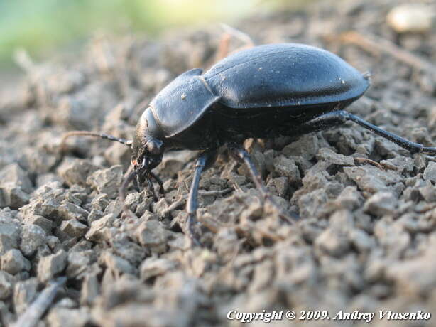 Image of Carabus (Pachystus) hungaricus Fabricius 1792