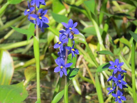 Image of <i>Pontederia australasica</i>