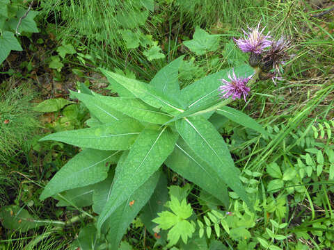 Image of melancholy thistle