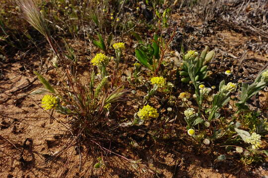 Imagem de Rhodanthe moschata (A. Cunn. ex DC.) P. G. Wilson